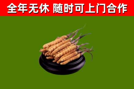 滨海县烟酒回收冬虫夏草.jpg