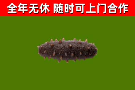 滨海县回收海参干